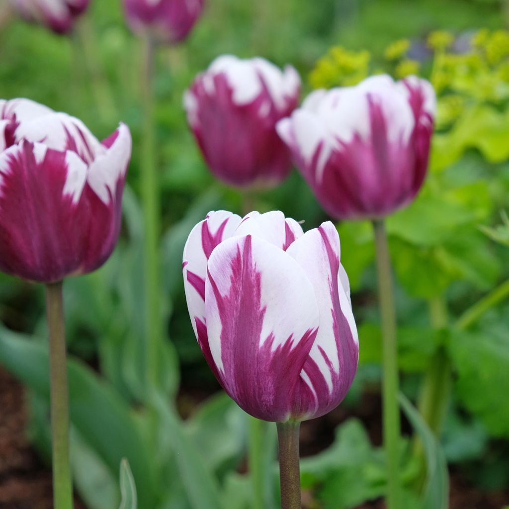 Triumftulppaani Rem's Favourite