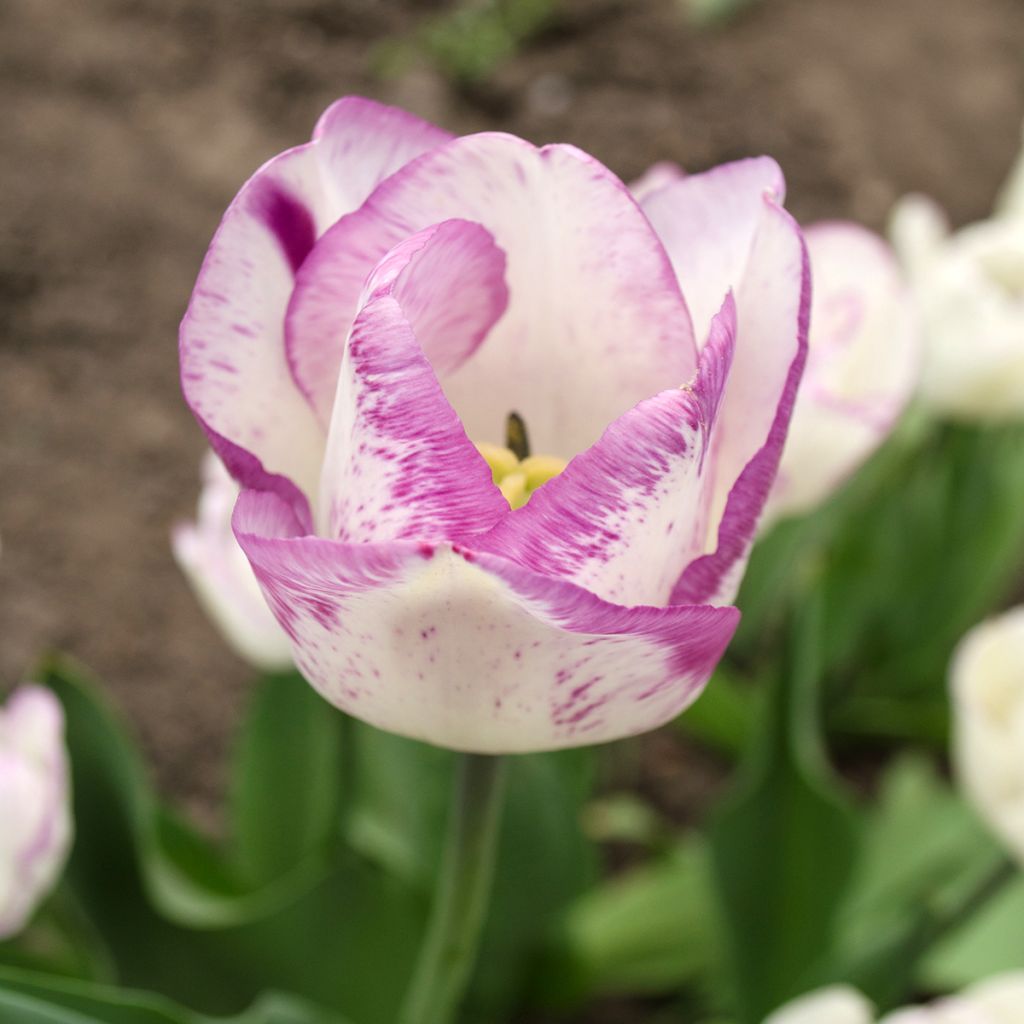 Triumftulppaani Shirley
