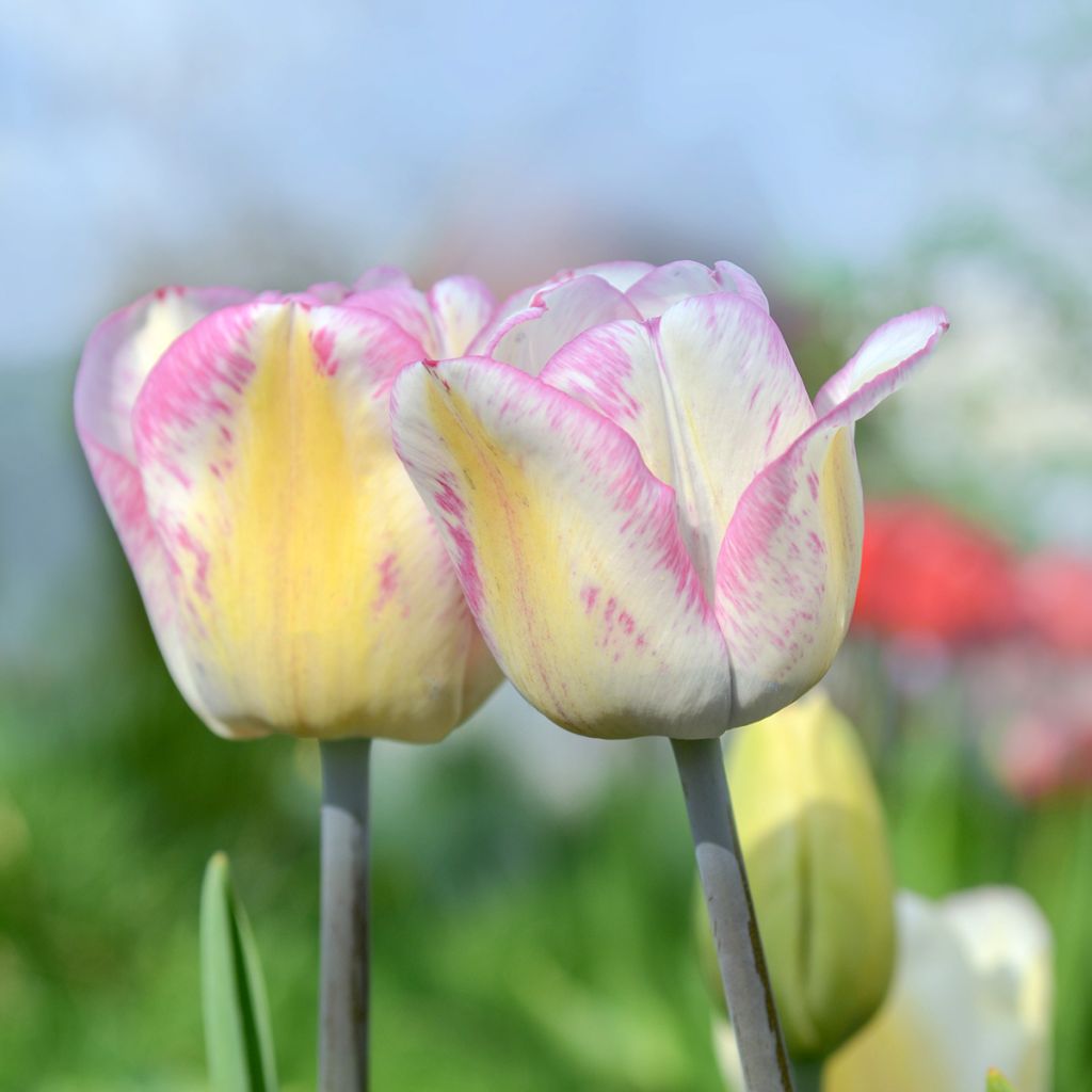 Triumftulppaani Shirley
