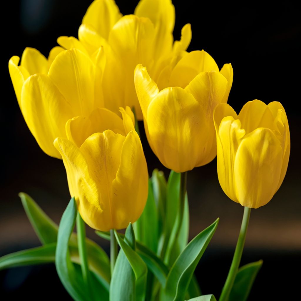 Triumftulppaani Strong Gold