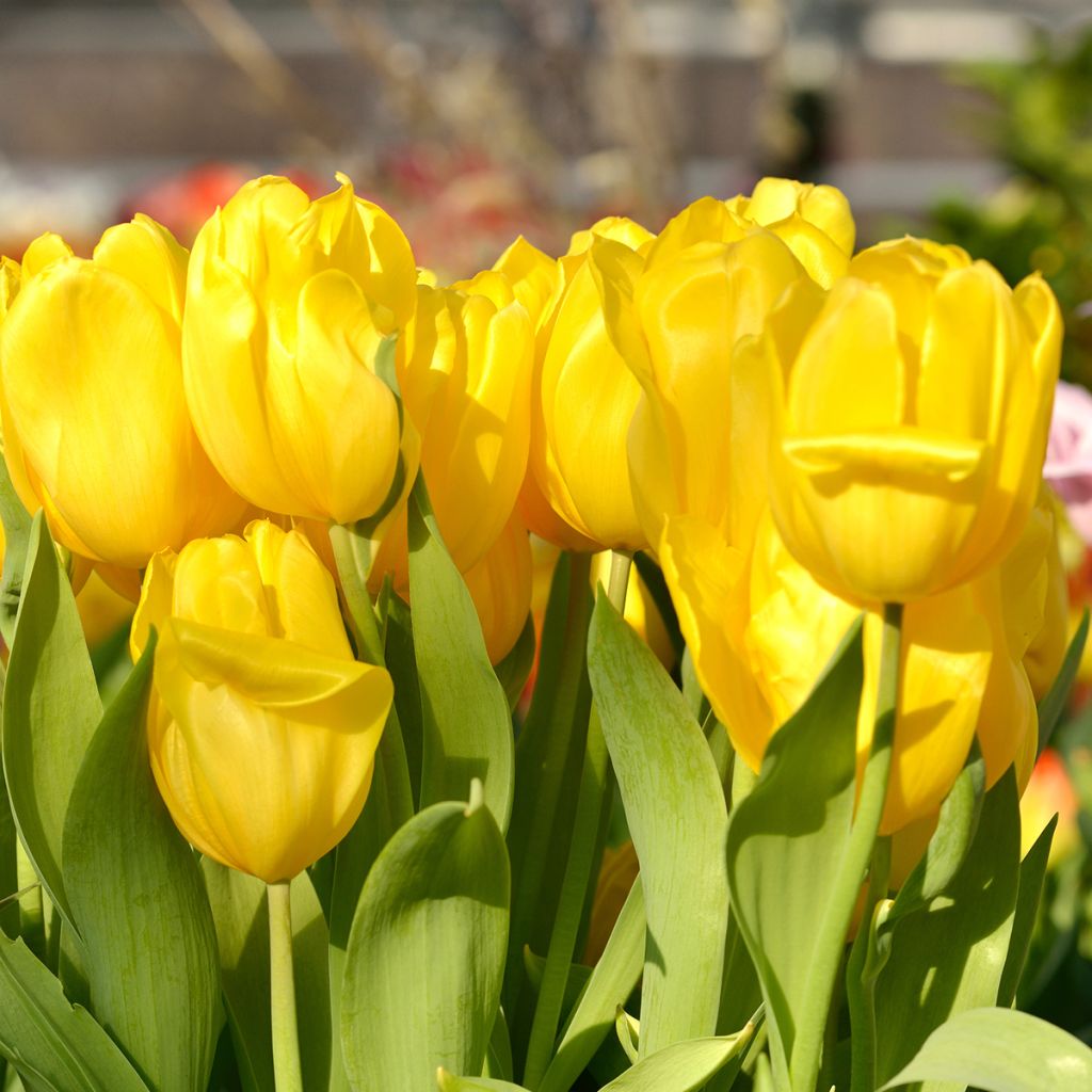 Triumftulppaani Strong Gold