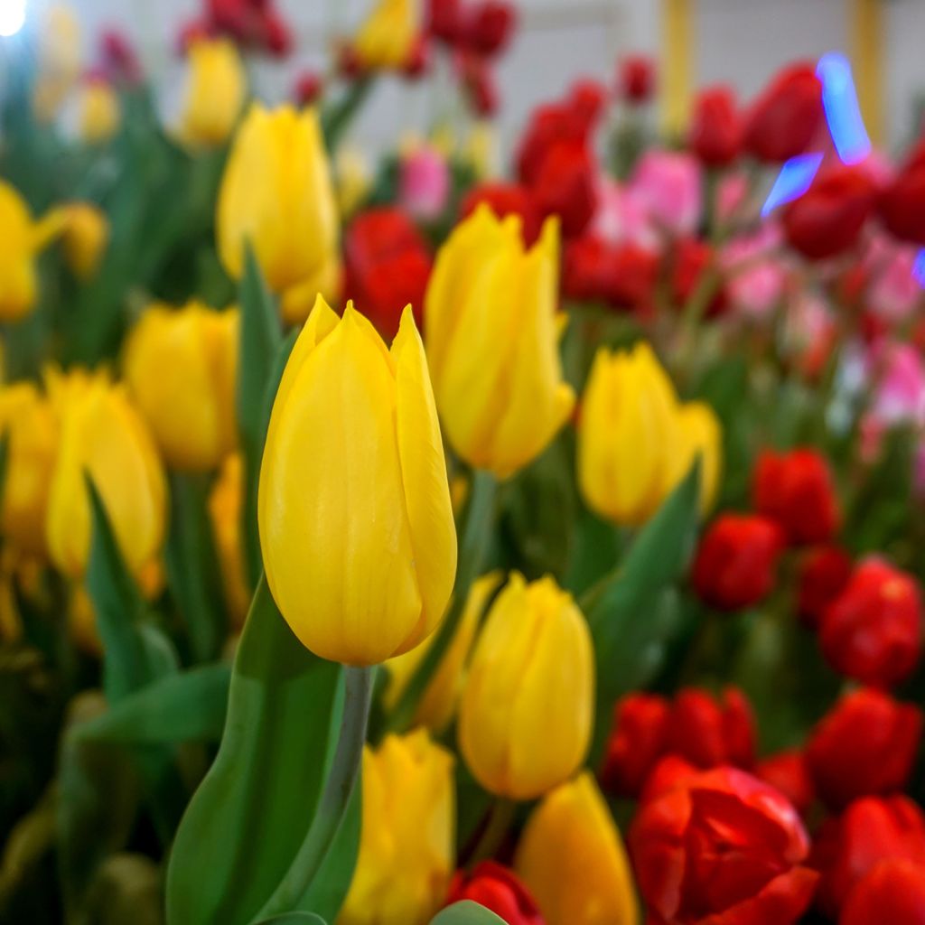 Triumftulppaani Strong Gold