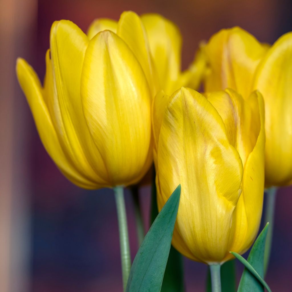 Triumftulppaani Strong Gold