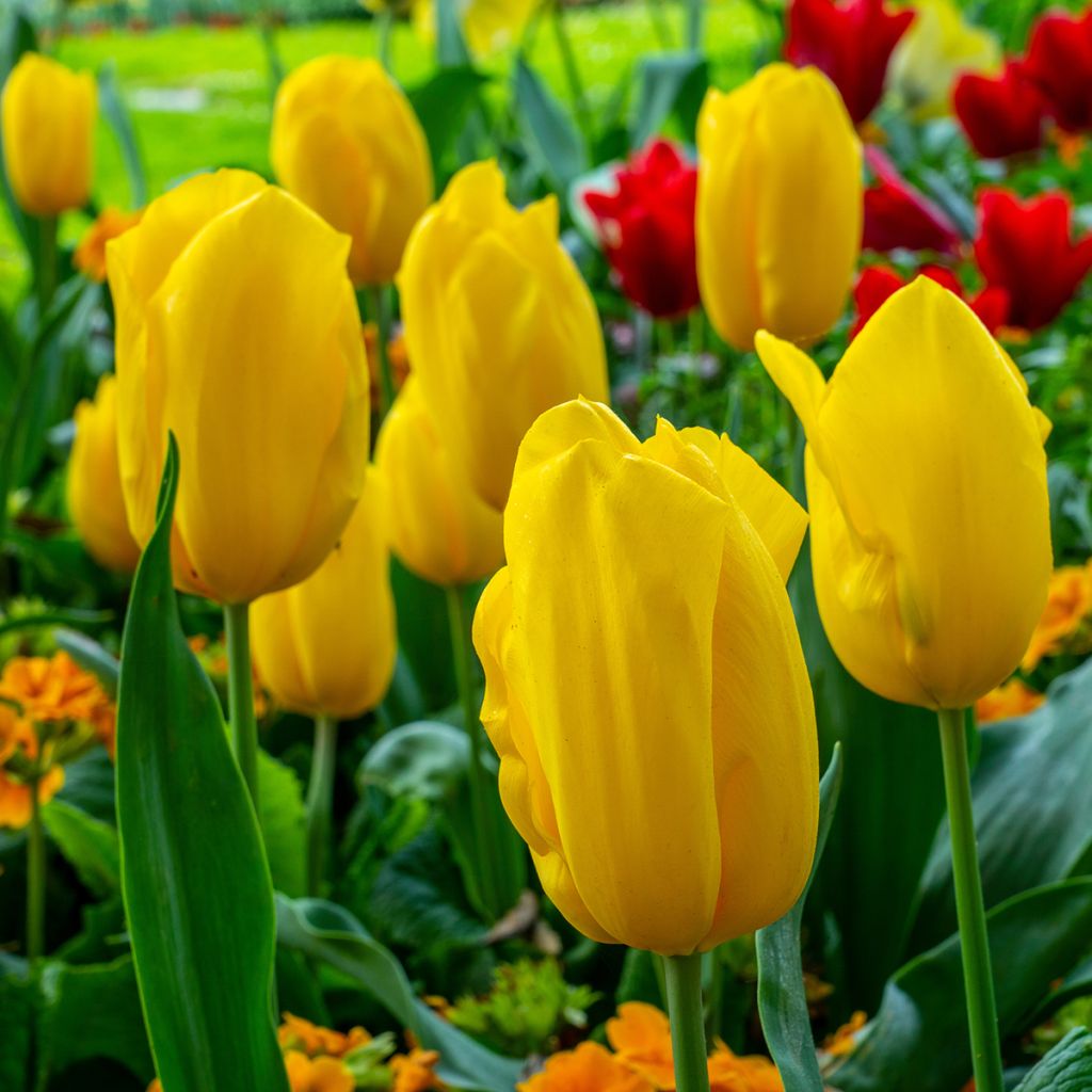 Triumftulppaani Strong Gold