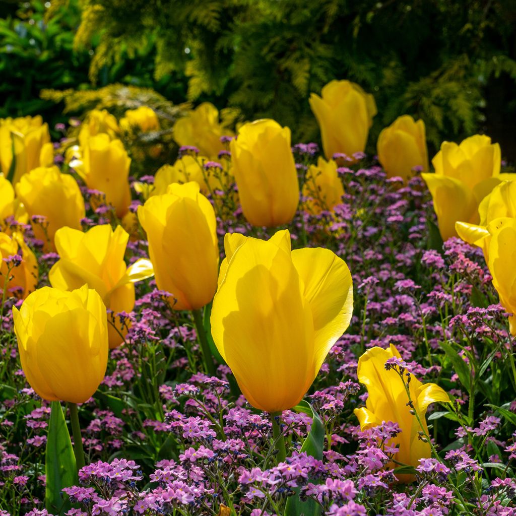 Triumftulppaani Strong Gold
