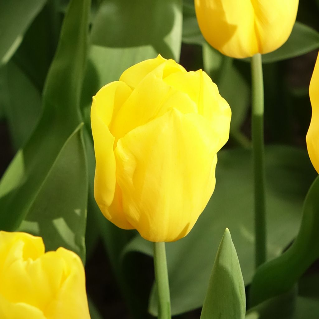 Triumftulppaani Strong Gold