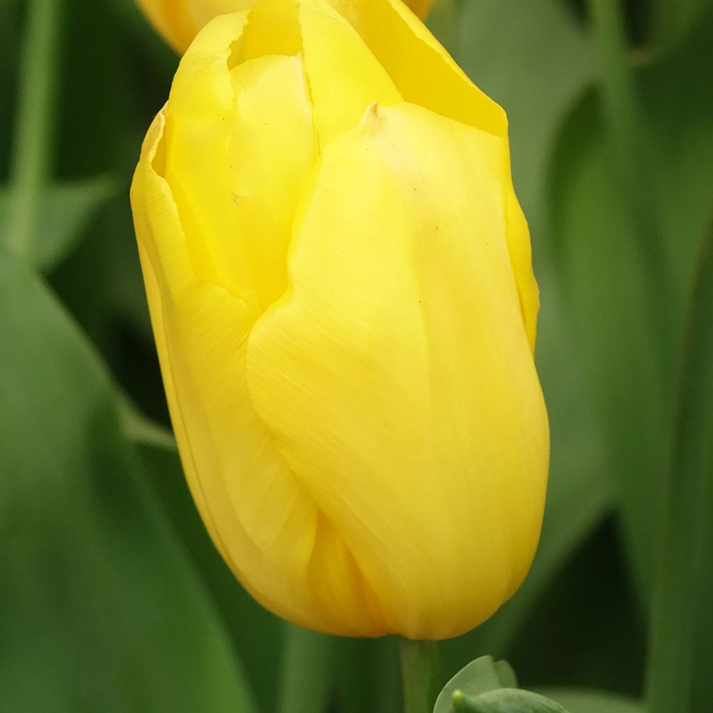 Triumftulppaani Strong Gold