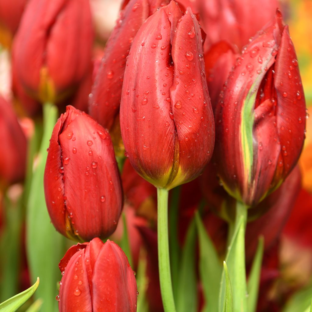 Triumftulppaani Strong Love