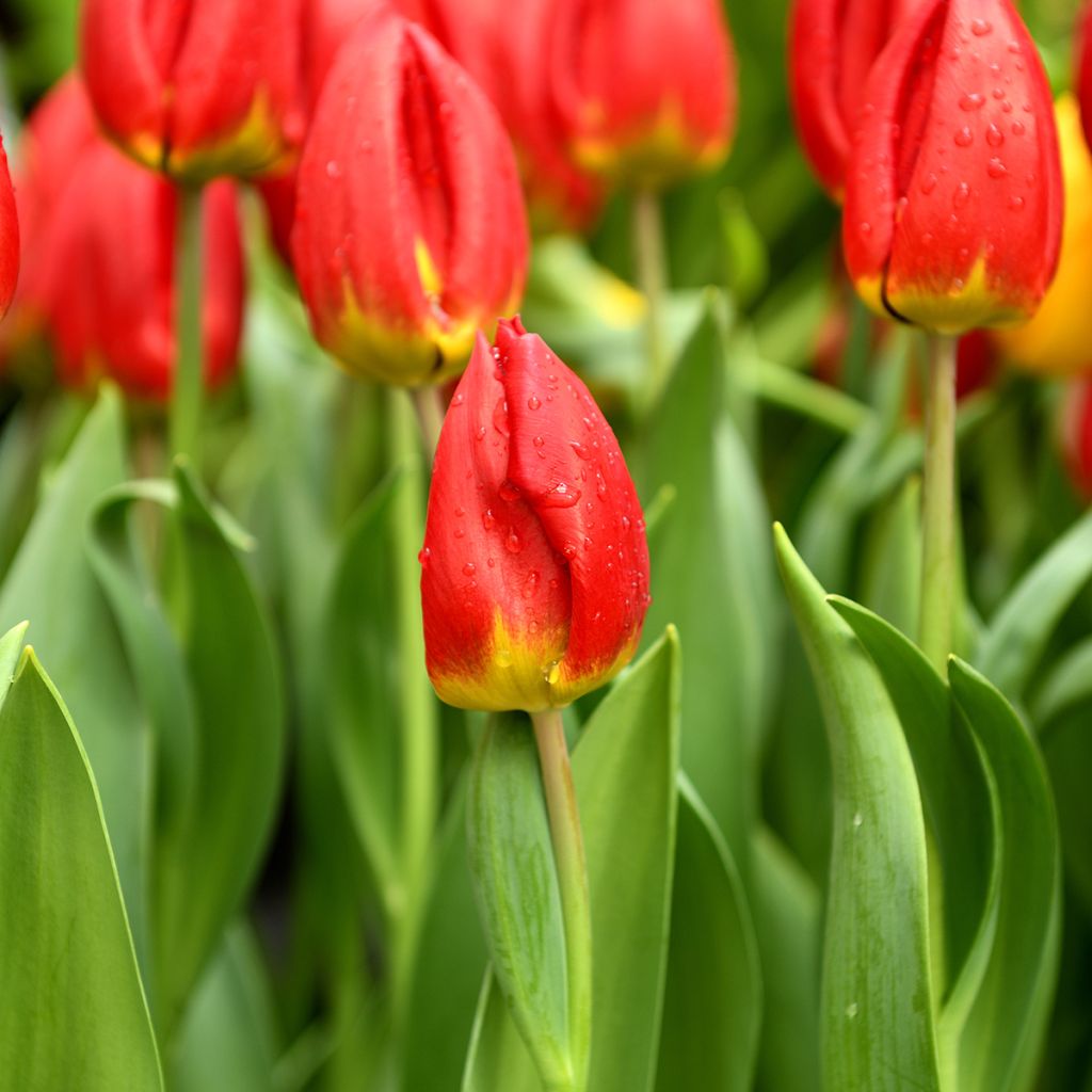 Triumftulppaani Strong Love