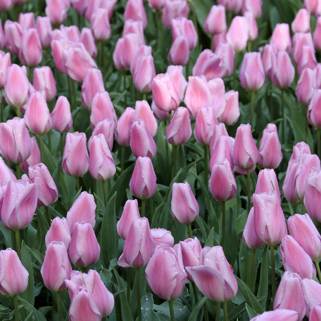 Triumftulppaani Synaeda Amor