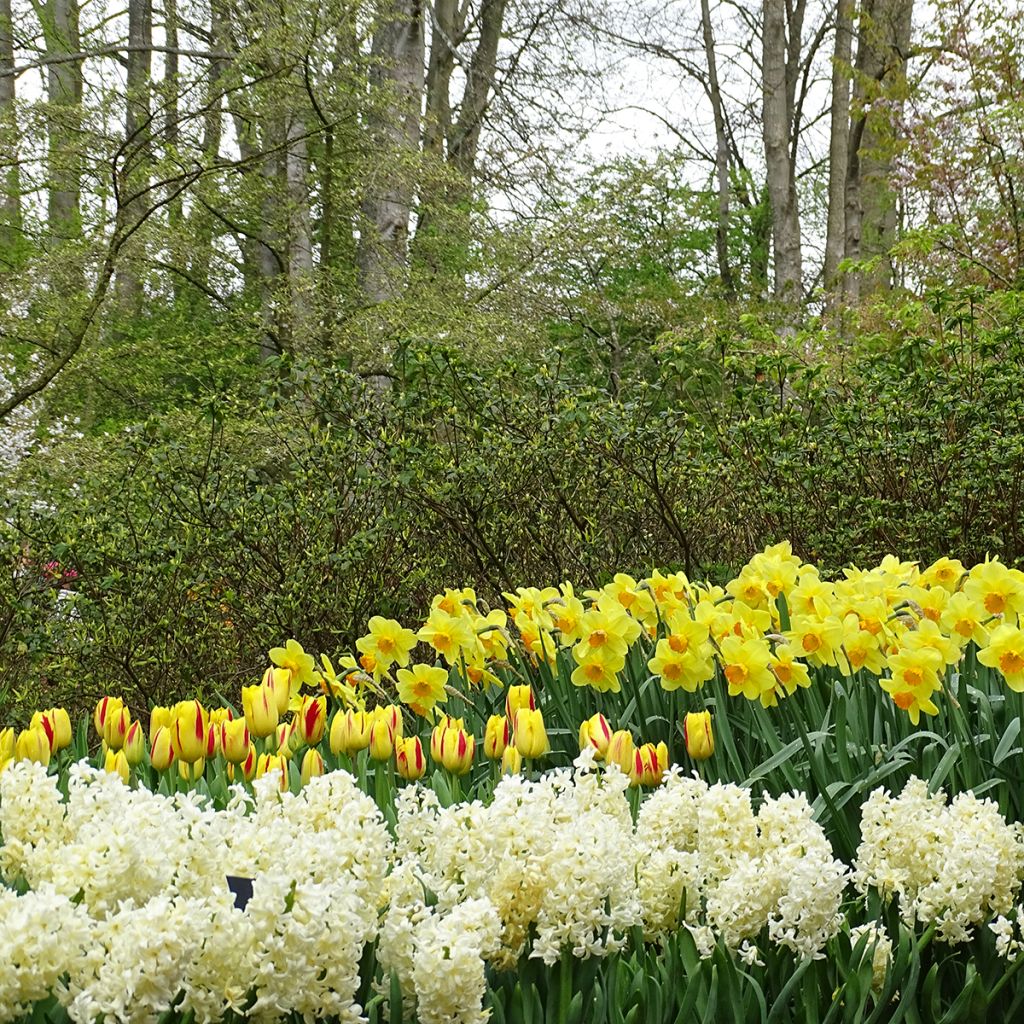 Triumftulppaani Washington