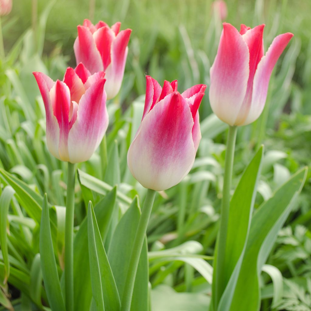 Triumftulppaani Whispering Dream