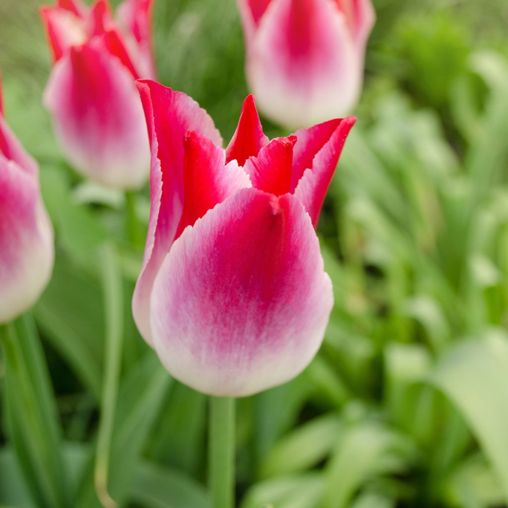 Triumftulppaani Whispering Dream