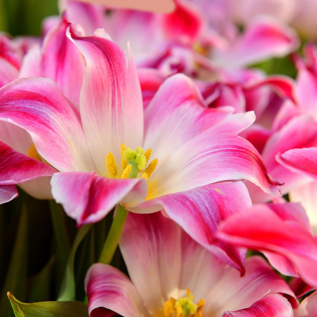Triumftulppaani Whispering Dream