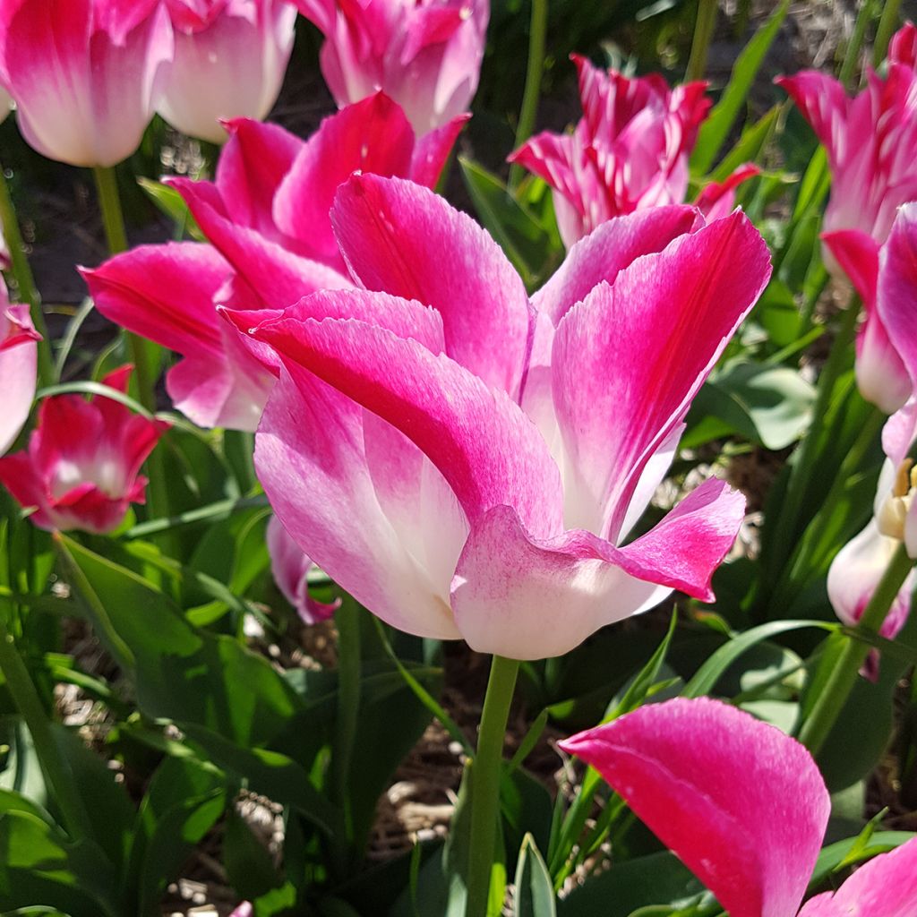 Triumftulppaani Whispering Dream