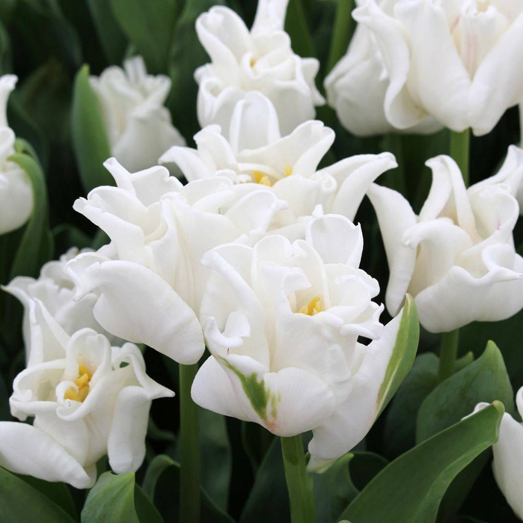 Triumftulppaani White Liberstar