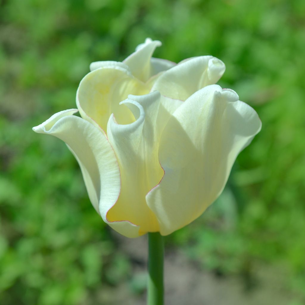 Triumftulppaani White Liberstar