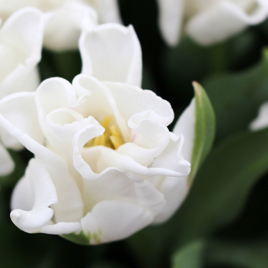 Triumftulppaani White Liberstar