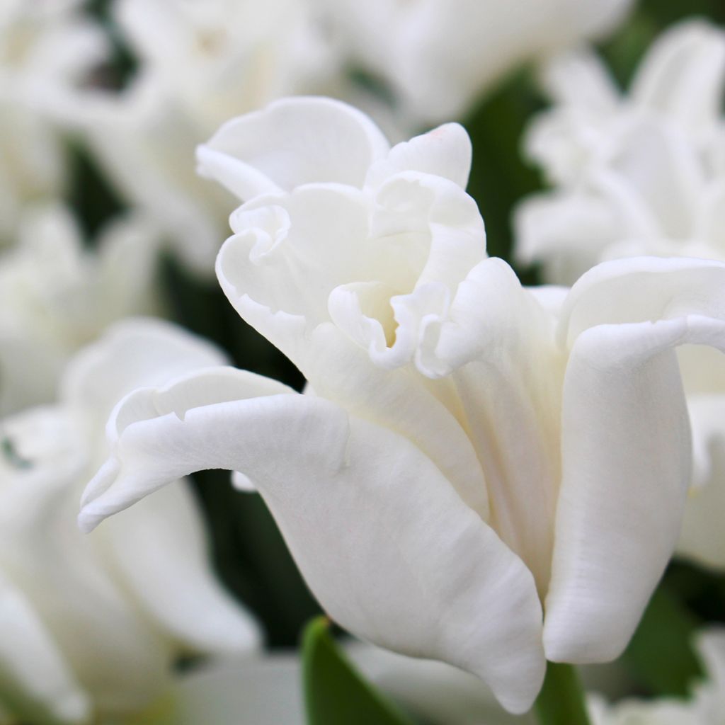 Triumftulppaani White Liberstar