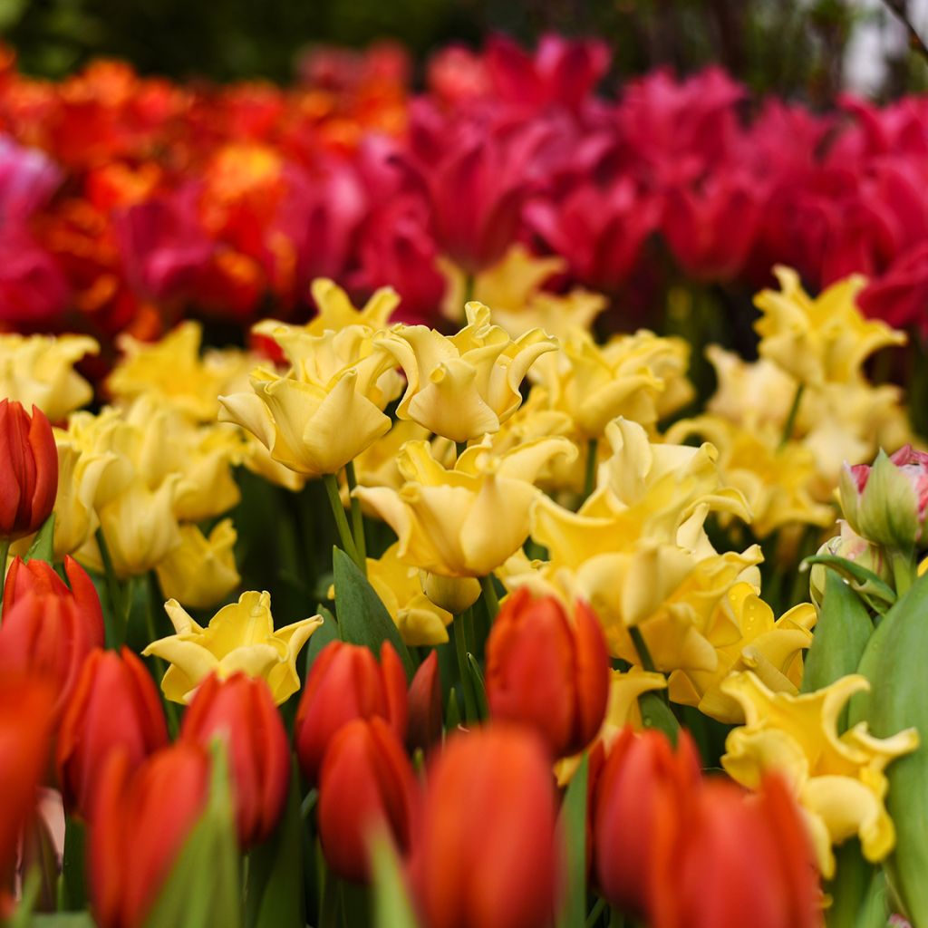 Triumftulppaani Yellow Crown