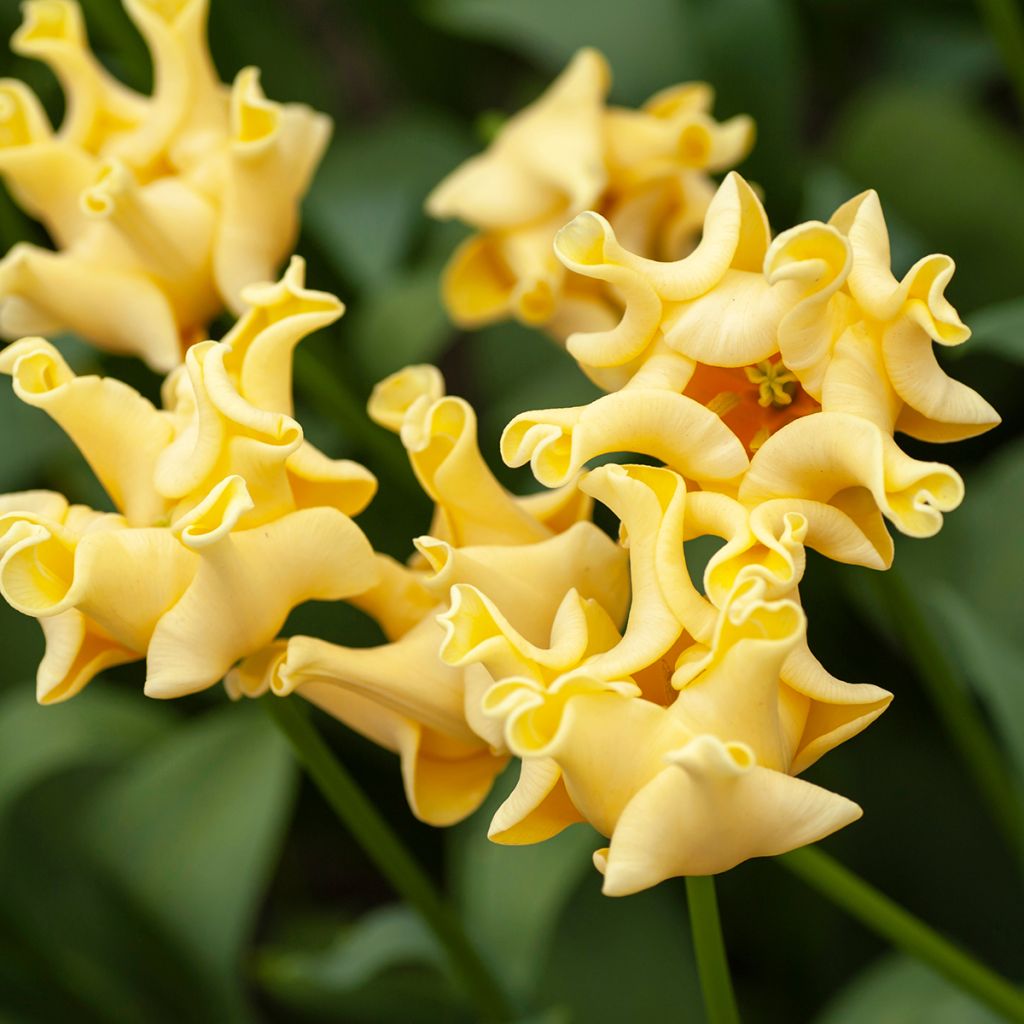 Triumftulppaani Yellow Crown