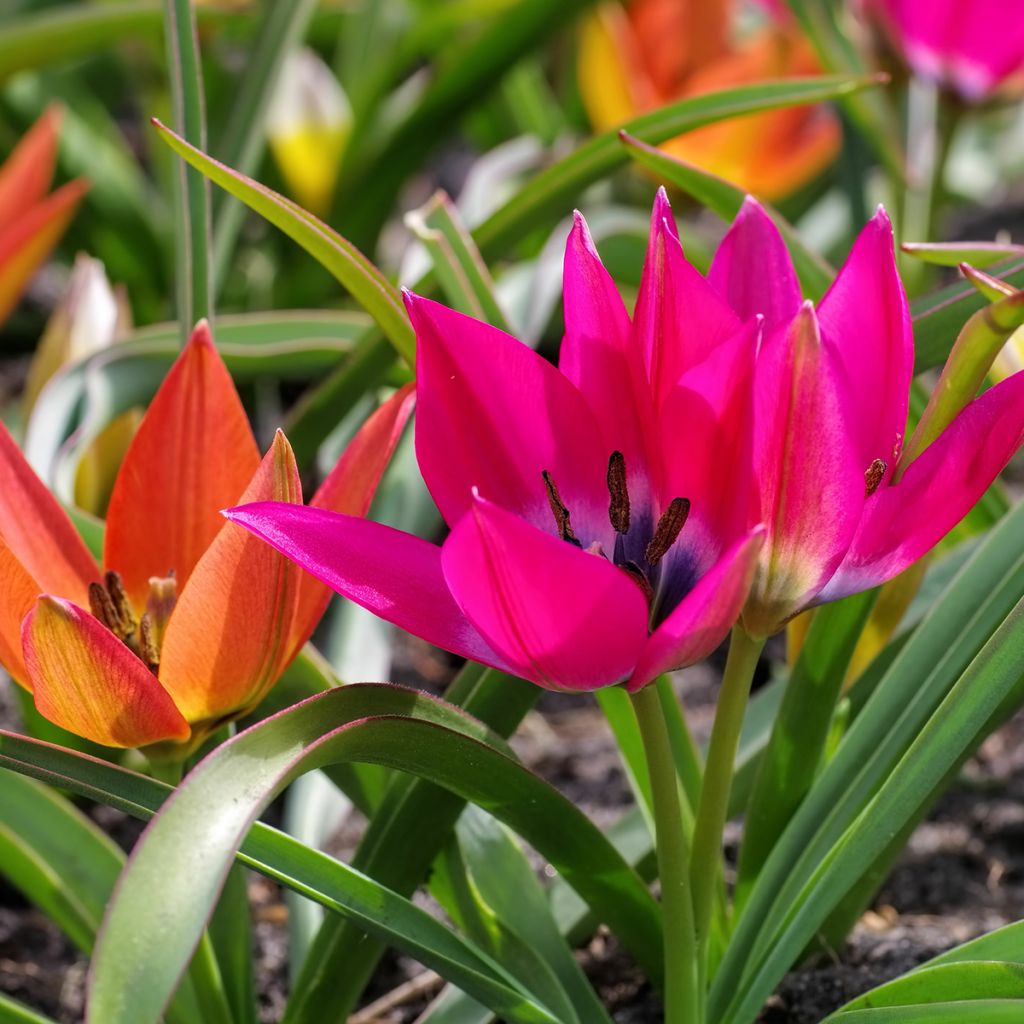 Pikkutulppaani Little Beauty