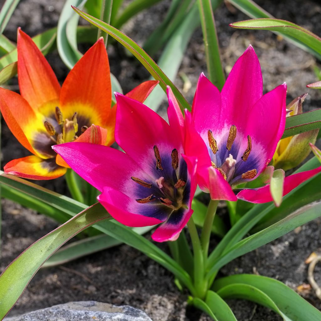 Pikkutulppaani Little Beauty
