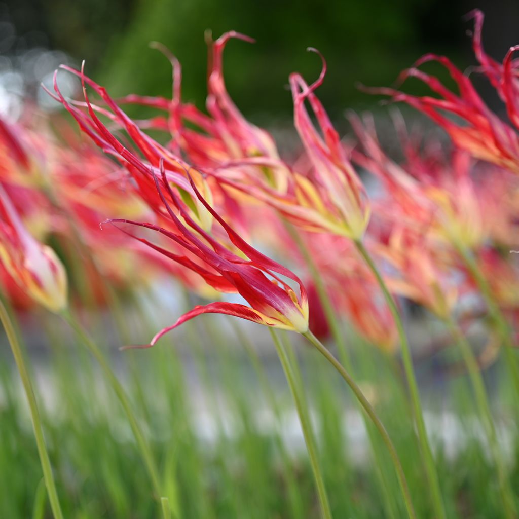 Kasvitieteellinen tulppaani - Tulipa acuminata