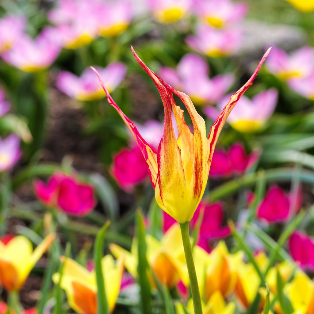 Kasvitieteellinen tulppaani - Tulipa acuminata