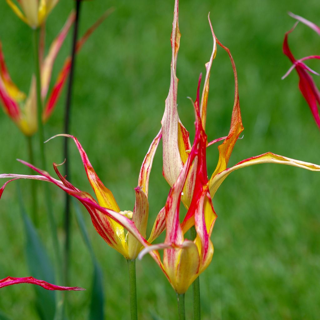 Kasvitieteellinen tulppaani - Tulipa acuminata