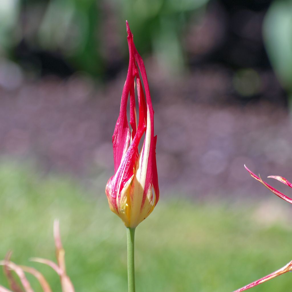 Kasvitieteellinen tulppaani - Tulipa acuminata