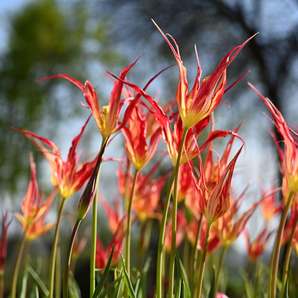 Kasvitieteellinen tulppaani - Tulipa acuminata
