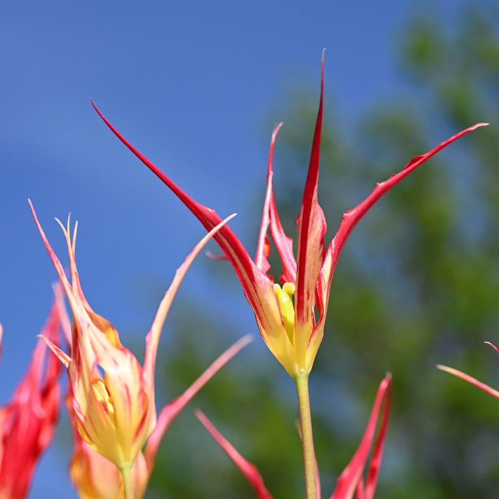 Kasvitieteellinen tulppaani - Tulipa acuminata