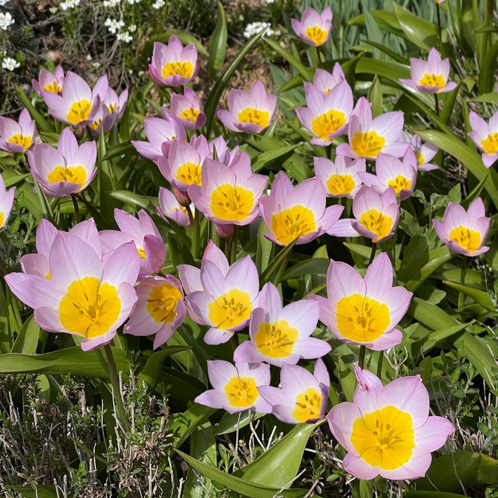 Kasvitieteellinen tulppaani Lilac Wonder
