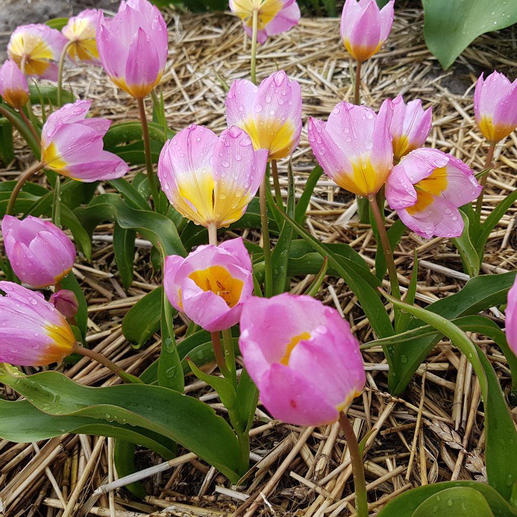 Kasvitieteellinen tulppaani Lilac Wonder