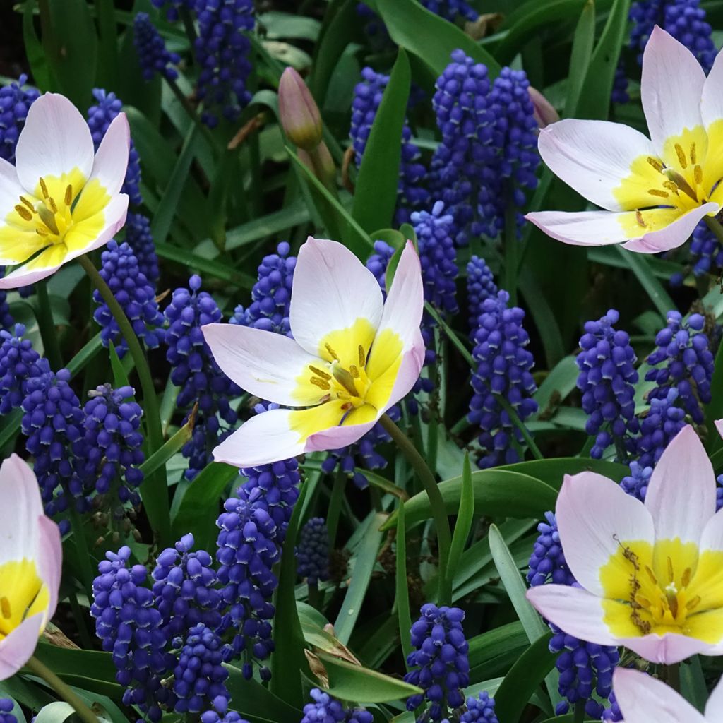 Kasvitieteellinen tulppaani Lilac Wonder