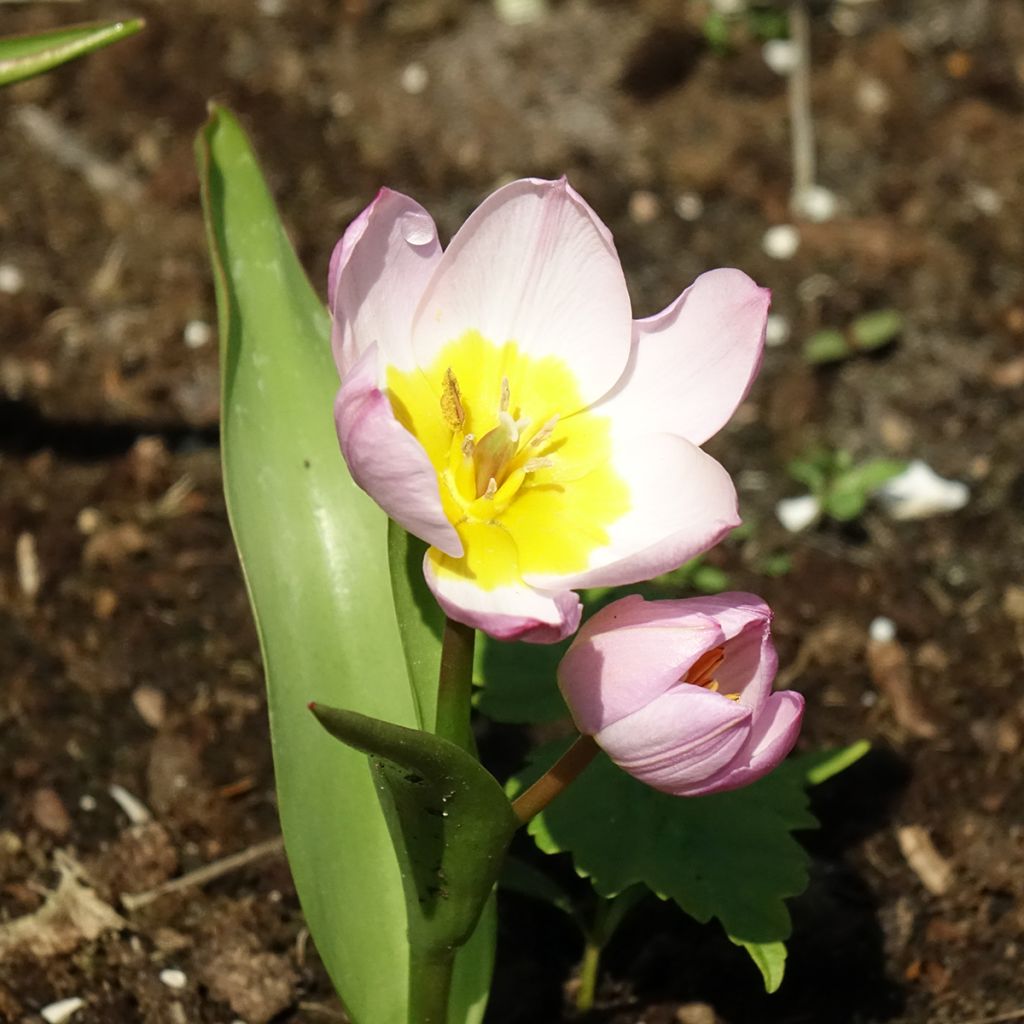 Kasvitieteellinen tulppaani Lilac Wonder