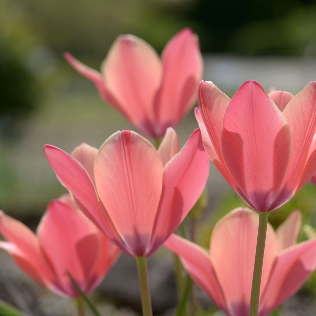 Italiantulppaani Annika