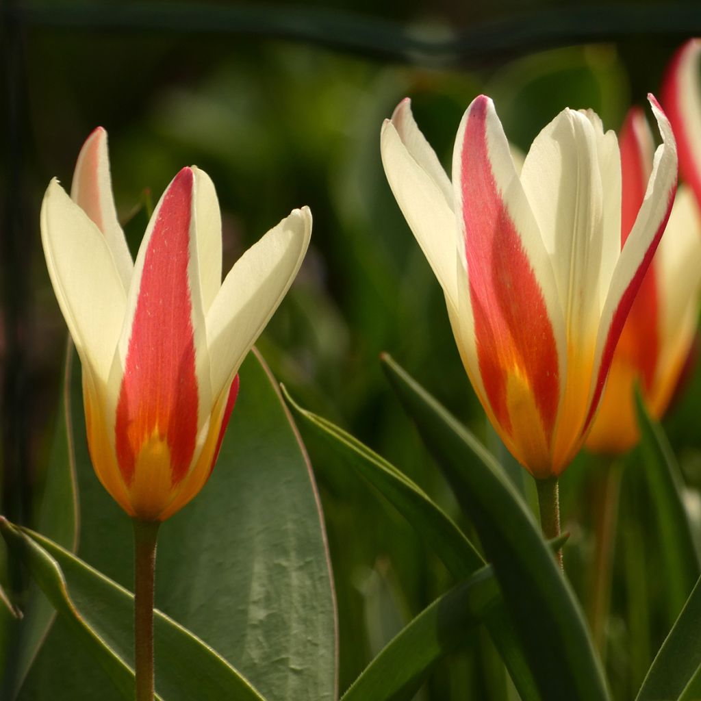 Italiantulppaani Cynthia