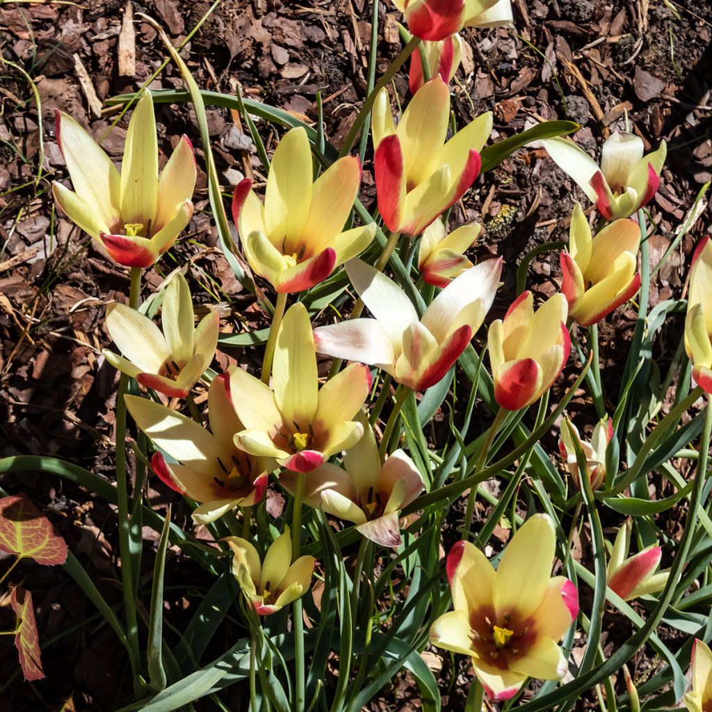 Italiantulppaani Cynthia