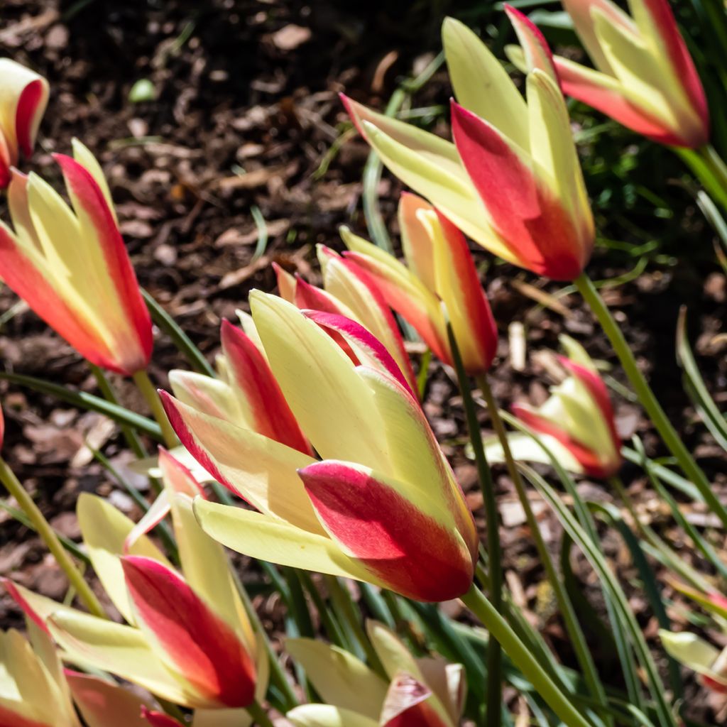 Italiantulppaani Cynthia