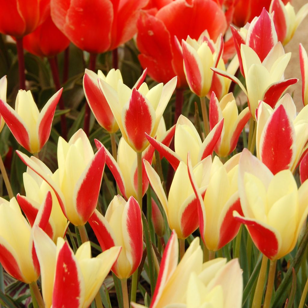 Italiantulppaani Cynthia