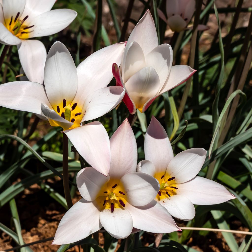 Italiantulppaani Lady Jane