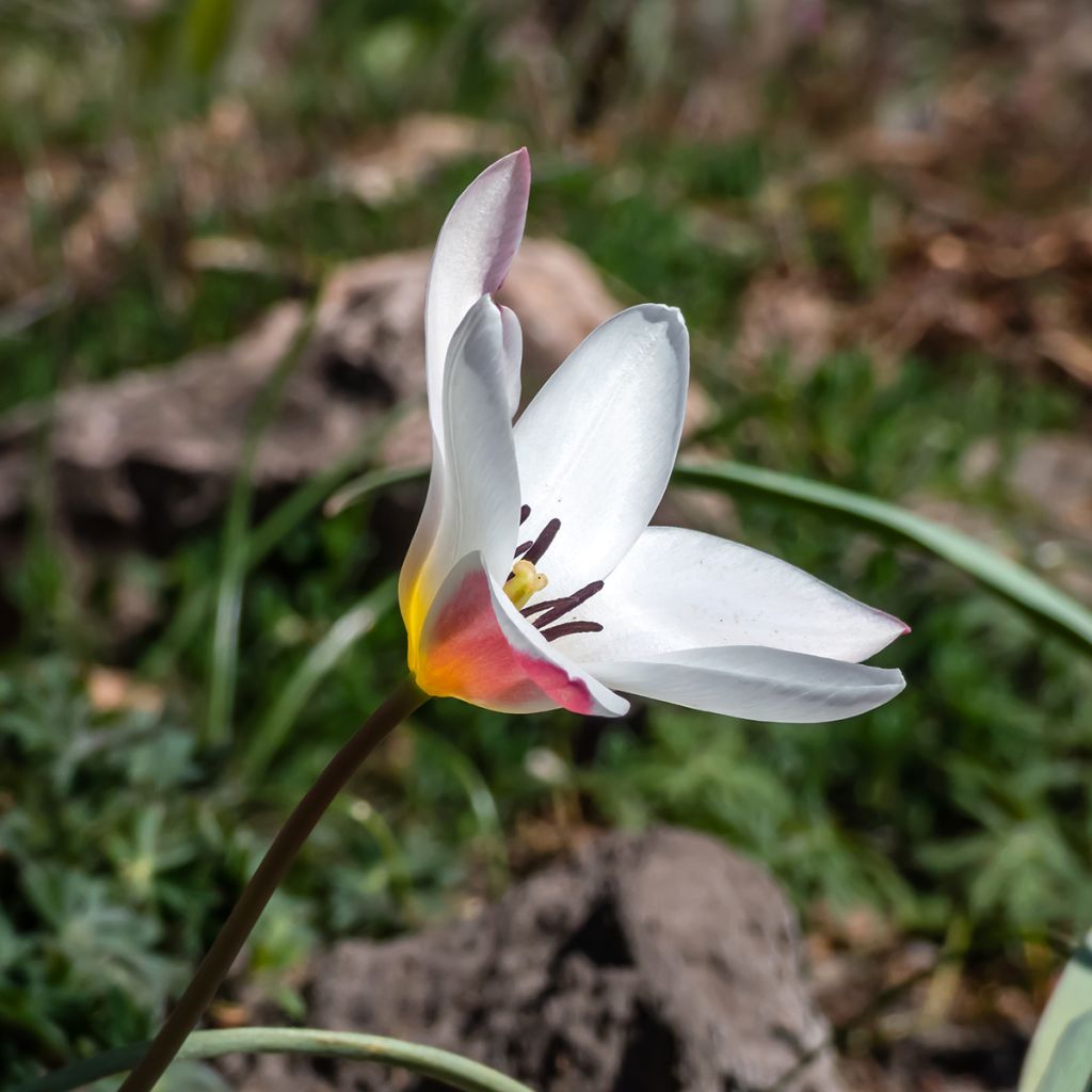 Italiantulppaani Lady Jane