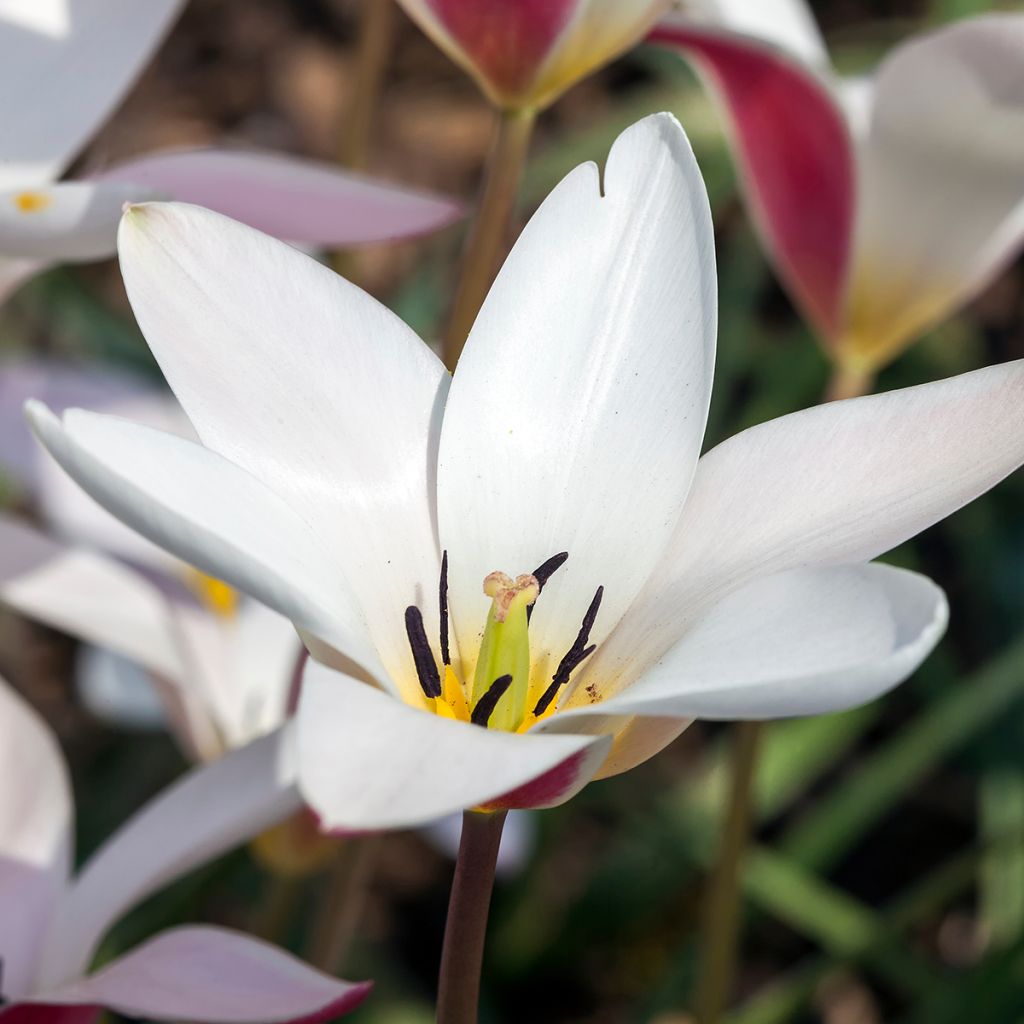 Italiantulppaani Lady Jane