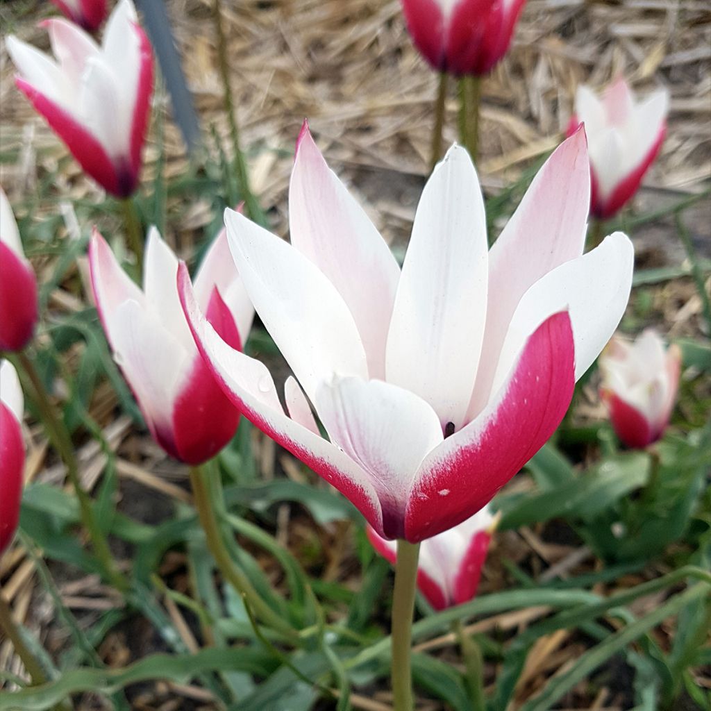 Italiantulppaani Peppermint Stick