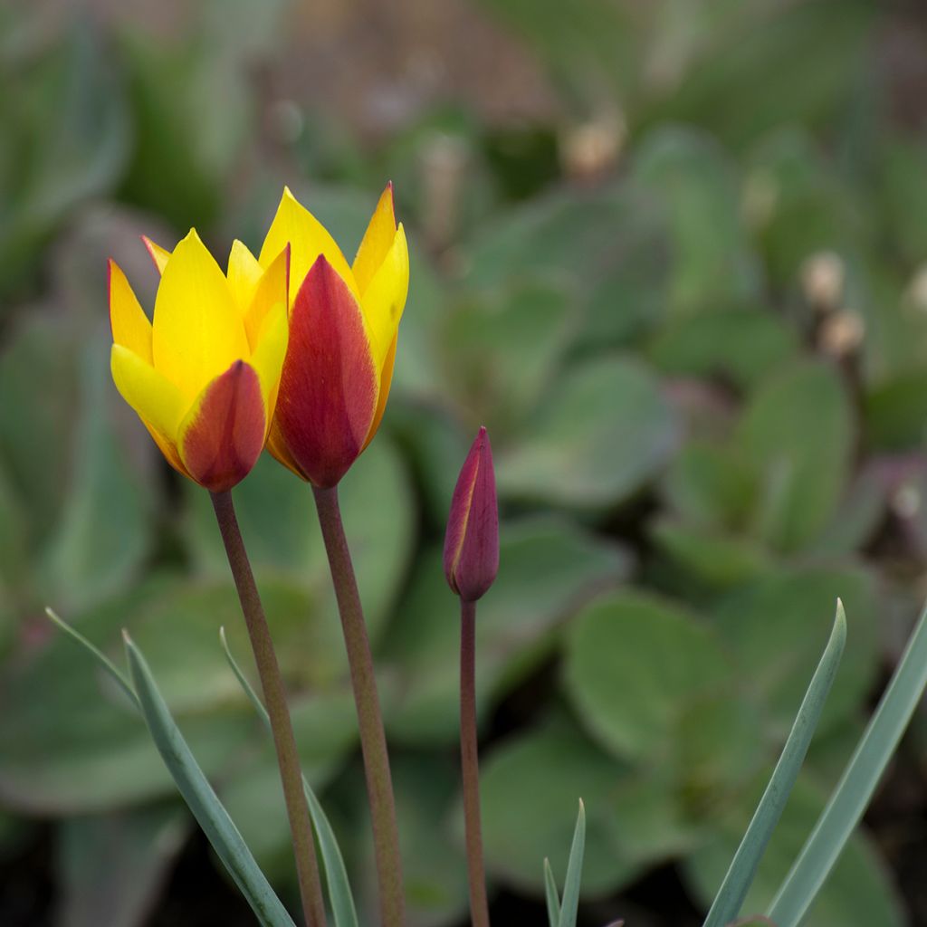 Italiantulppaani Tubergen's Gem