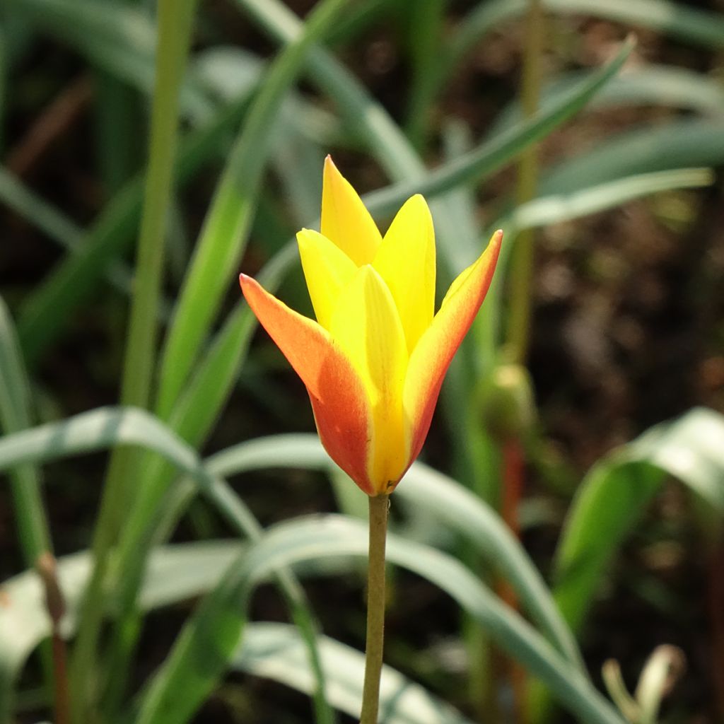 Italiantulppaani Tubergen's Gem