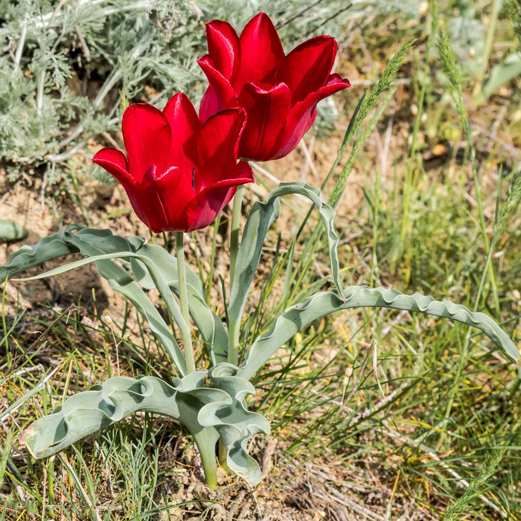 Kasvitieteellinen tulppaani - Tulipa eichleri