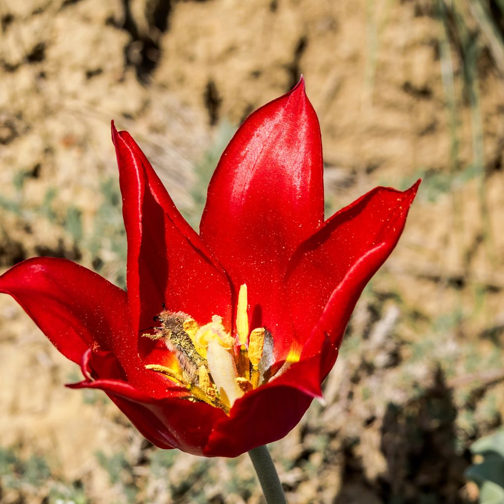 Kasvitieteellinen tulppaani - Tulipa eichleri